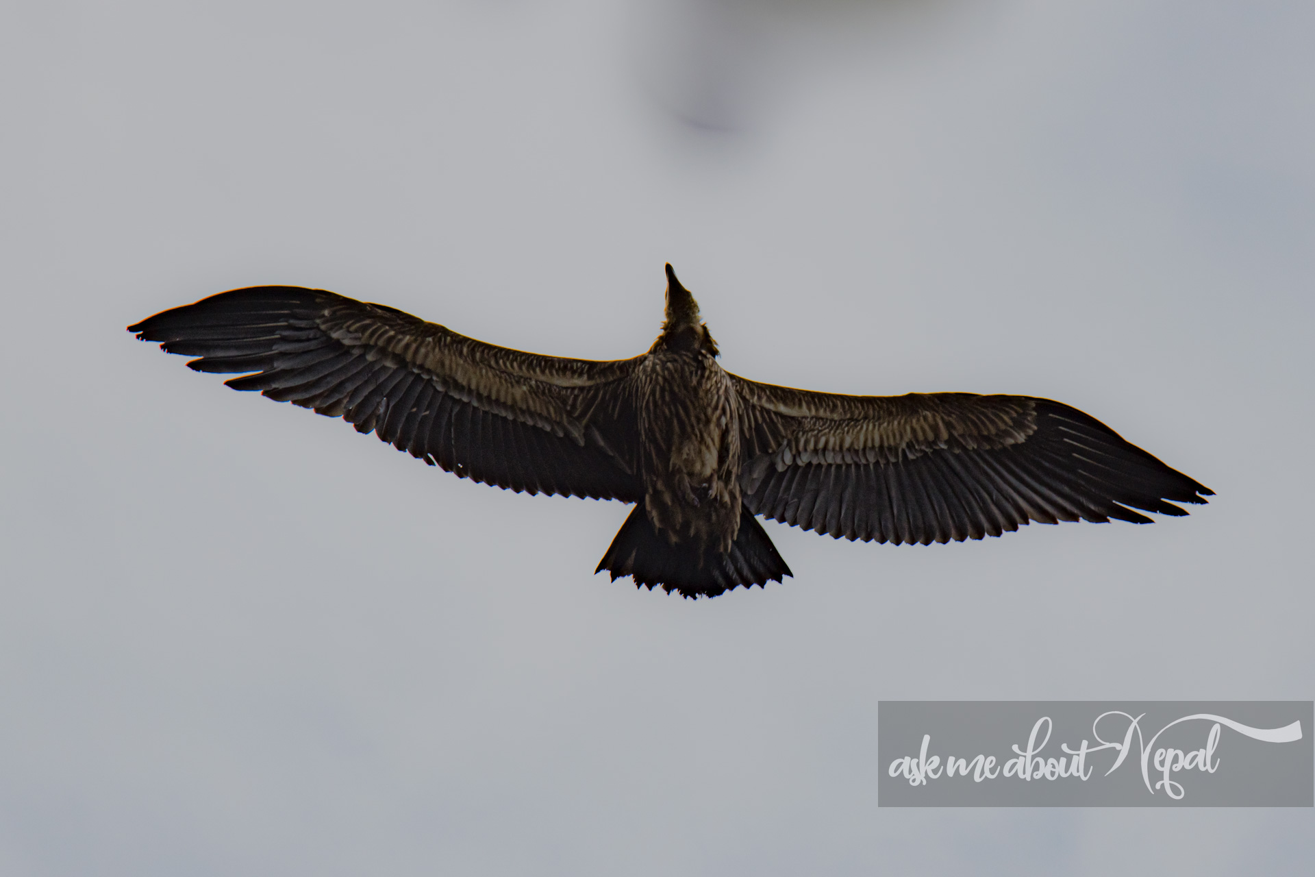 Vultures-4769